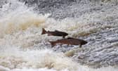 The life of a wild salmon is very different to those raised in fish farm cages (Picture: Jeff J Mitchell/Getty Images)
