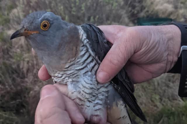 Ellis, tagged in 2021, became the first tagged cuckoo to return to the UK this year after flying 10,000 miles from the rainforests of Congo to arrive at his nesting grounds in the Trossachs on 18 April. Picture: BTO