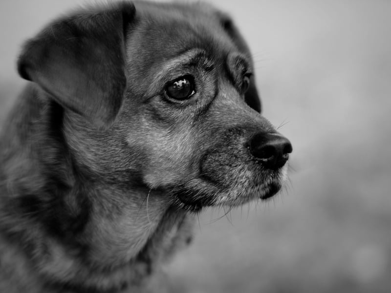 If your dog suddenly freezes or becomes stiff it can be a sign of dangerous levels of stress which is making their body shut down. It's bad for the dog but also for the owner, as it's at this point the dog might lash out with a bite or other aggressive behaviour.