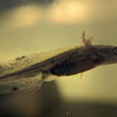 The floating larvae in a tank where it is kept until it grows a bit stronger before being translocated to beaver ponds (pic: Danny O'Brien)
