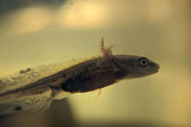 The floating larvae in a tank where it is kept until it grows a bit stronger before being translocated to beaver ponds (pic: Danny O'Brien)