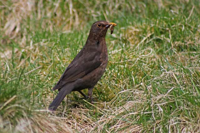 Blackbirds have ranked top in the Big Farmland Bird Count in Scotland for the past two years. Photo: GWCT