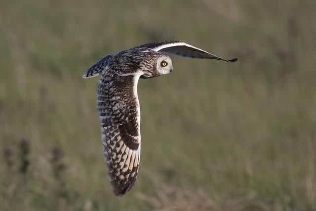 Short-eared owls are among the wildlife found at the newly established Tarras Valley Nature Reserve in Dumfries-shire. Picture: John Wright
