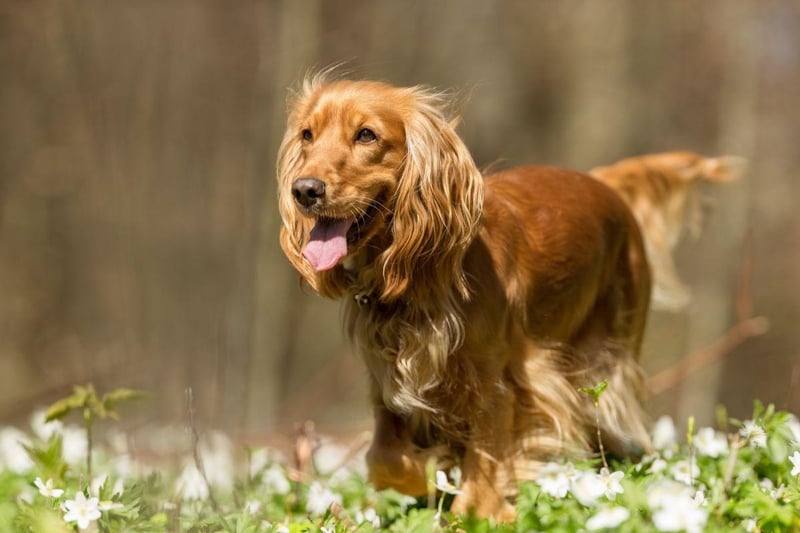 Lively and loving, the Cocker Spaniel received 5.2 per cent of the vote. These pups are perfect for fitness fanatics, needing plenty of exercise.