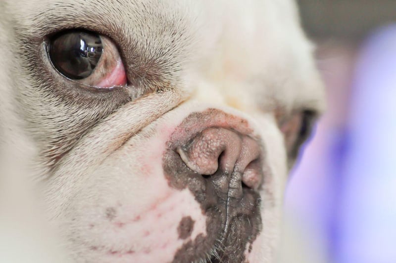 Bulldogs are another breed that run a real risk of developing 'cherry eye' - in fact all short-nosed dogs are prone to the painful condition.