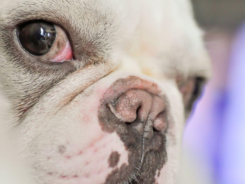 Bulldogs are another breed that run a real risk of developing 'cherry eye' - in fact all short-nosed dogs are prone to the painful condition.