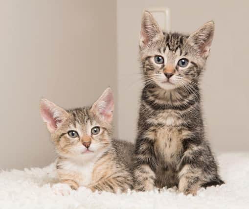 Here are 10 names that are the most popular for female cat breeds. Cr: Getty Images/Canva Pro