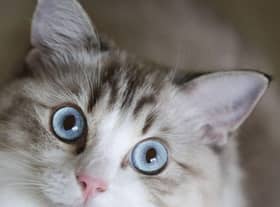 Here are 10 names that are the most popular for female cat breeds. Cr: Getty Images/Canva Pro