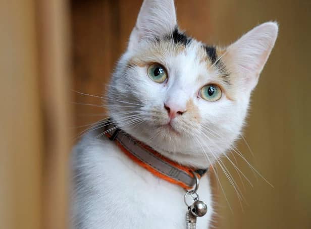 These 10 names are the most popular for female cat breeds. Cr: Getty Images/Canva Pro