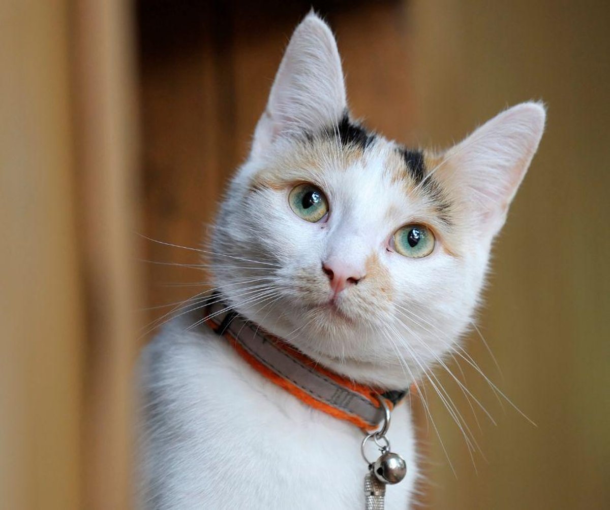 Best Cat Names 2023: Here are 10 of the most popular names to call your beautiful female cat | The Scotsman Best Cat Names 2023: Here are 10 of the most popular names to call your beautiful female cat | The Scotsman