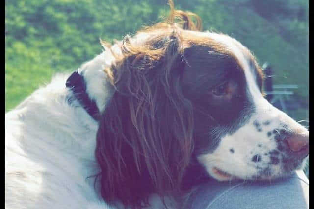 The springer spaniel was washed over a waterfall in Fort William.