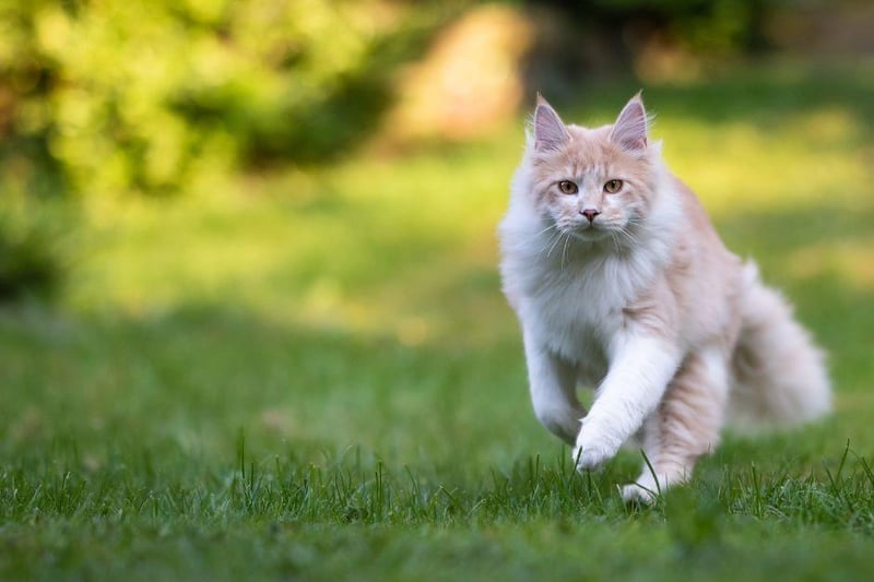 What are cat zoomies? Here are the 8 main reasons a cat runs around the