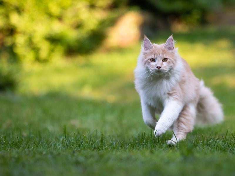 Cats are hunters and zooming is often how cats engage their inner hunter. The periods of play allow cats to hone their inner survival instincts such as stalking, pouncing and pursuing. So, if a cat decides to zoom around the room - make sure it isn't aiming to get your dinner!