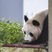 Edinburgh Zoo's former resident, Yaung Guang, eats bamboo. Picture: Lisa Ferguson