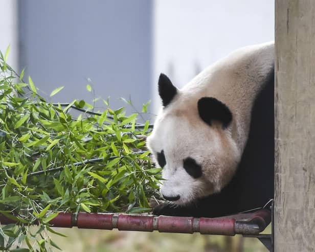 Edinburgh Zoo's former resident, Yaung Guang, eats bamboo. Picture: Lisa Ferguson