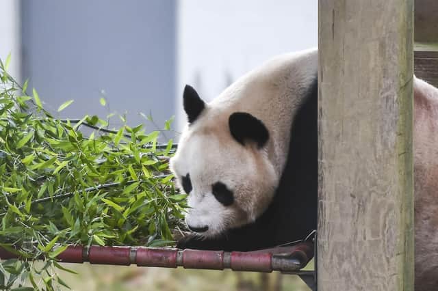 Edinburgh Zoo's former resident, Yaung Guang, eats bamboo. Picture: Lisa Ferguson