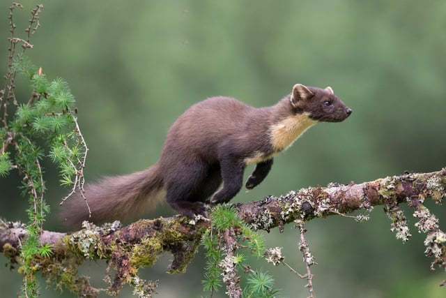 The Pine Marten used to be common across Scotland but were hunted nearly to extinction, firstly for their fur and then as vermin. The Scottish Highlands are now the best place in the UK to see them and, with their young kits currently venturing out on adventures for the first time, June is when you have the best chance of catching a glimpse.