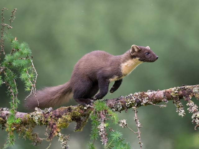 The Pine Marten used to be common across Scotland but were hunted nearly to extinction, firstly for their fur and then as vermin. The Scottish Highlands are now the best place in the UK to see them and, with their young kits currently venturing out on adventures for the first time, June is when you have the best chance of catching a glimpse.