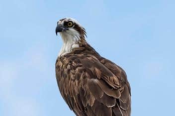 Ospreys were extinct in Britain for much of the 20th century but began to recover in the 1960s and today an estimated 300 pairs breed in the UK each summer. Picture: Getty Images