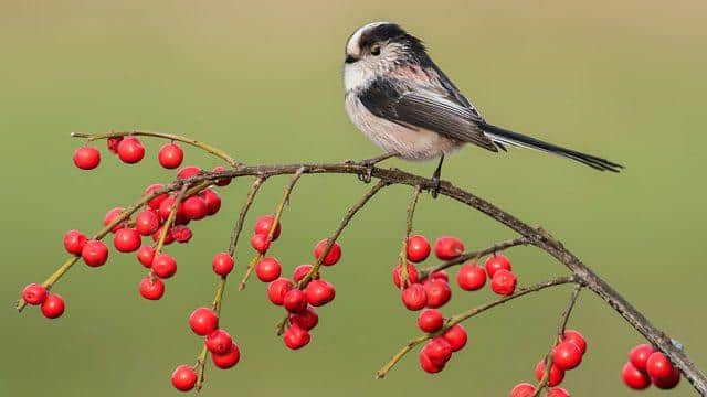 (Photo: BBC)