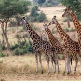 Under threat: Rothschild giraffes