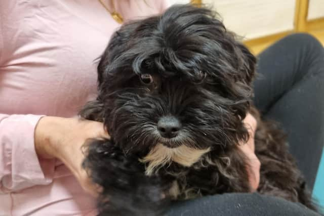 Black cavachon on lap