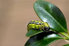 Caterpillar tops the list for most pesky pest third year in a row fro gardeners