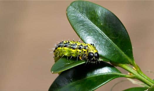 Caterpillar tops the list for most pesky pest third year in a row fro gardeners