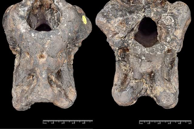 Handout photo of the newly identified theropod dinosaur, Invictibellatrix amberina.