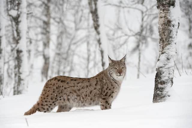 An event presenting the pros and cons of reintroducing the lynx, an apex predator, to Scotland is being held at Holyrood. Picture: Mark Hamblin/scotlandbigpicture.com