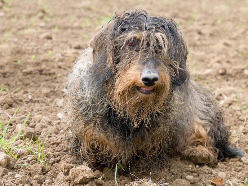 Just like humans, dogs’ clothing should be washed regularly to remove any bacteria and keep them looking and smelling clean. The general rule of thumb is to wash your dog's jackets and jumpers at least once every two weeks, but if it's caked in mud clean it straight away. Washing your pups clothing is not dissimilar to washing your own. First, check the care label to see how it should be washed, some will be hand washed only, while others can be put in the washing machine on a certain heat setting.