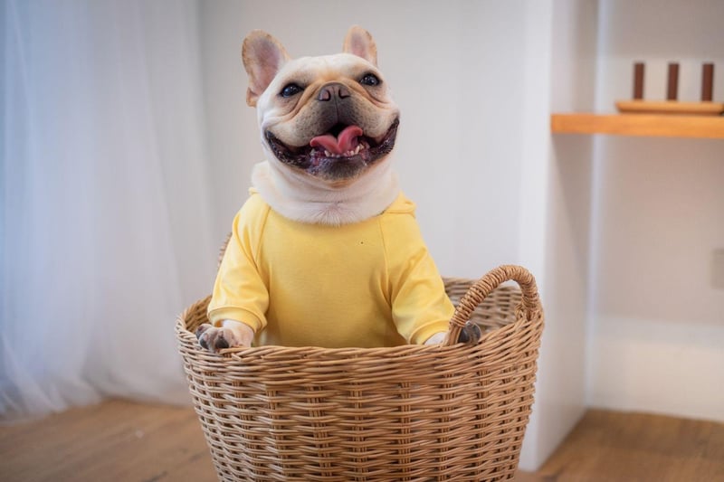 Famous faces who are French Bulldog owners include Lady Gaga (Asia, Koji and Gustav), Reese Witherspoon (Minnie Pearl), The Rock (Hobbs), Chrissy Teigen and John Legend (Pippa), Jeremy Piven (Bubba), Hugh Jackman (Dali) and Jason Priestley (Swifty).