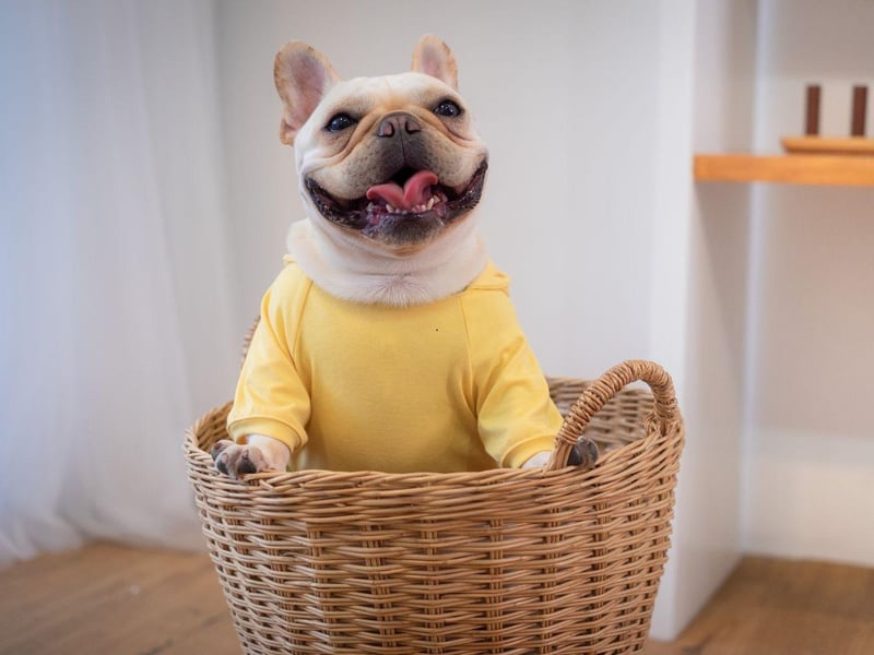 Famous faces who are French Bulldog owners include Lady Gaga (Asia, Koji and Gustav), Reese Witherspoon (Minnie Pearl), The Rock (Hobbs), Chrissy Teigen and John Legend (Pippa), Jeremy Piven (Bubba), Hugh Jackman (Dali) and Jason Priestley (Swifty).
