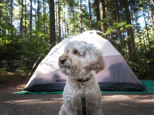 Being organised and writing a list will help make sure you have everything you need for a seamless holiday. Remembering your dog’s favourite toy might make all the difference to how they settle in and enjoy the trip.