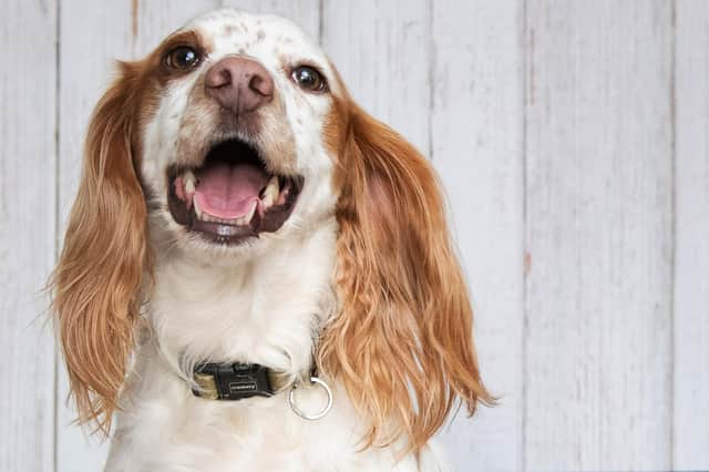 Paw-fect food helps our canines thrive