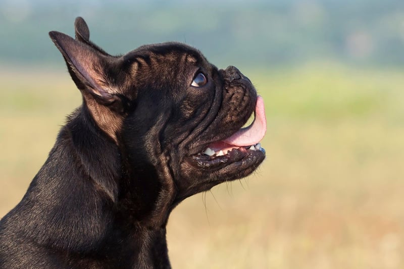 The 10 most popular female dog names in the UK