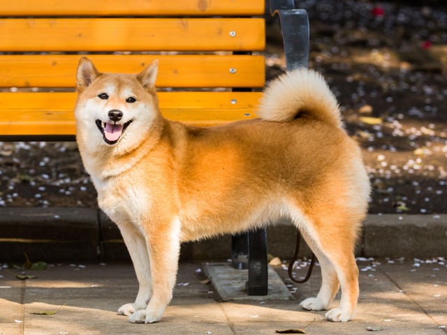 Revered in their native Japan for their incredible loyalty, the Shiba Inu tends to live for between 13-16 years.