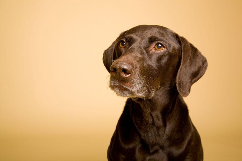 A favourite with hunters, the Pointer is not only able to smell out prey with unerring accuracy, it can also 'point' out the location using the distiinctive stance from which it got its name.