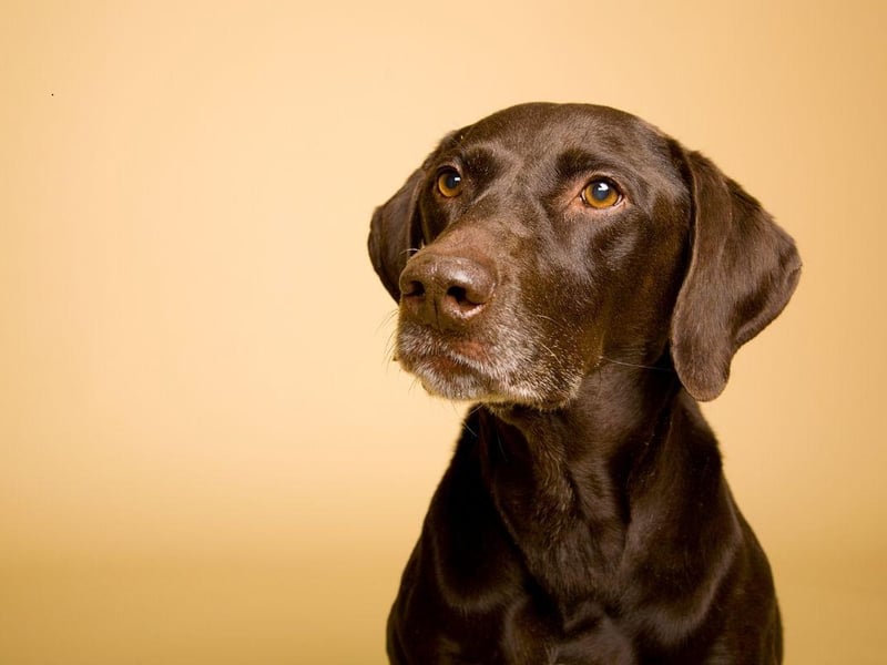 A favourite with hunters, the Pointer is not only able to smell out prey with unerring accuracy, it can also 'point' out the location using the distiinctive stance from which it got its name.