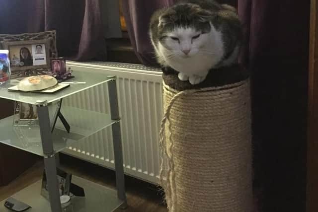 A picture of Tigger before he was shot and had to have his leg amputated.