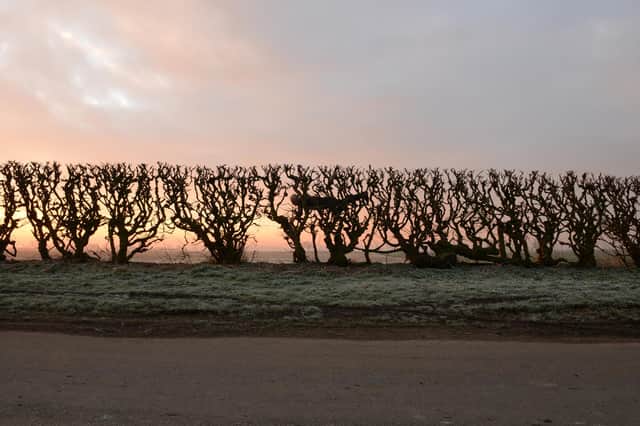 Hedge crawl. Dawn. Frost. Cold Hands. Sinderby, England. 4 March 2014, by Andy Goldsworthy. PIC: Copyright Andy Goldsworthy