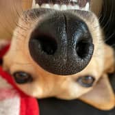 Picture credit: Scottish SPCA