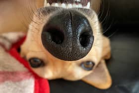 Picture credit: Scottish SPCA