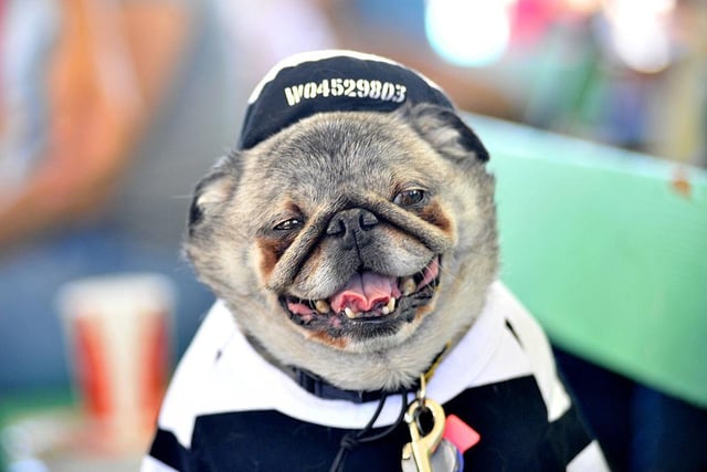 Grovie, a Pug, is seen before the World's Ugliest Dog competition in 2013.