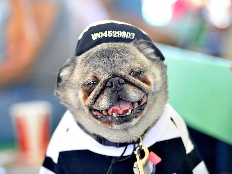 Grovie, a Pug, is seen before the World's Ugliest Dog competition in 2013.