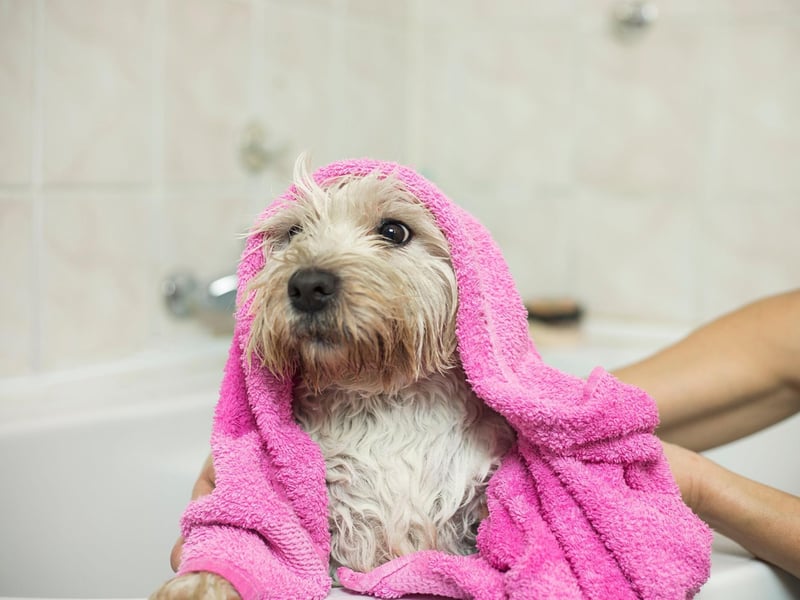 If your dog is about to shake off all the bath water, before you have had a chance to wipe them down with a towel, simply hold the back of the neck and apply a small amount of pressure. This makes it impossible for them to shake their head, however their tail may shake a little.