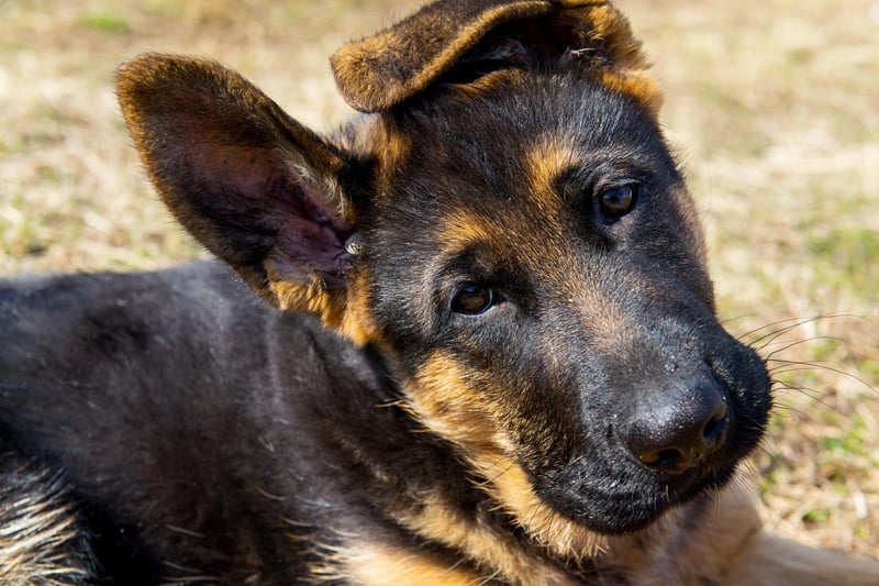 One of the most useful working dog breeds, popular with the army and police forces, the German Shepherd lives for an average of 10.16 years.