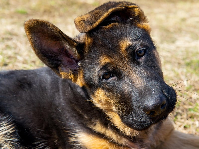 One of the most useful working dog breeds, popular with the army and police forces, the German Shepherd lives for an average of 10.16 years.