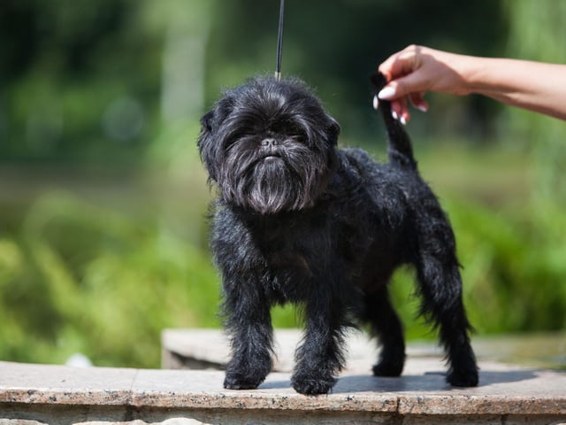If dogs were descended from monkeys then the delightful Affenpinscher would be the missing link - looking as much primate as canine. These hairy heroes live for around 12-15 years.