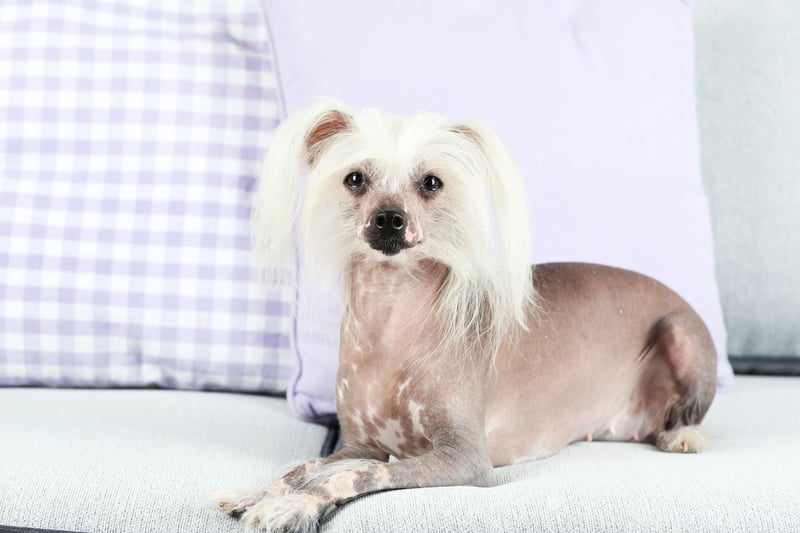 10 hypoallergenic dog breeds that shed very little hair